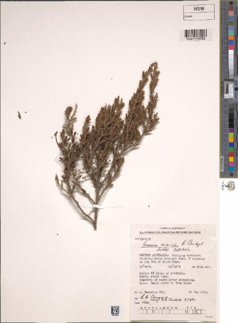 Acacia moirii subsp. moirii