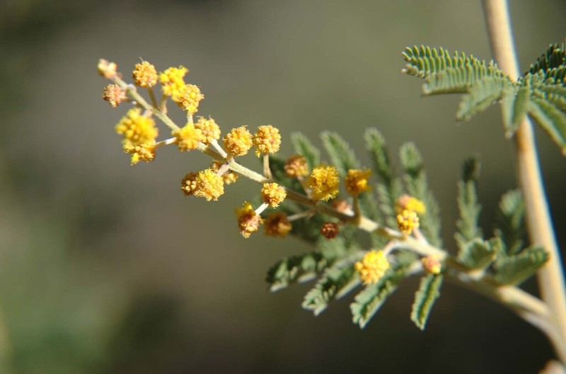 Acacia mollifolia