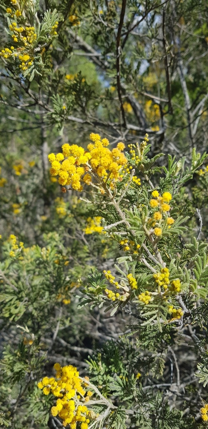 Acacia mollifolia photo 2