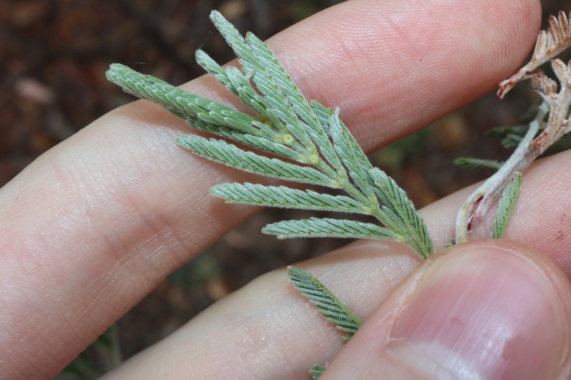 Acacia mollifolia photo 3