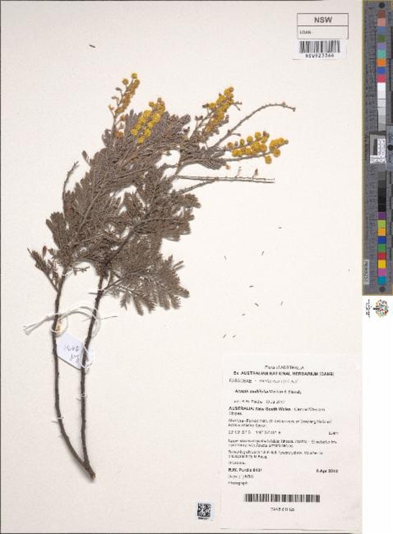 Acacia mollifolia photo 4