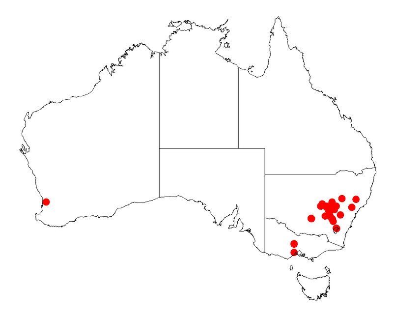 Acacia mollifolia