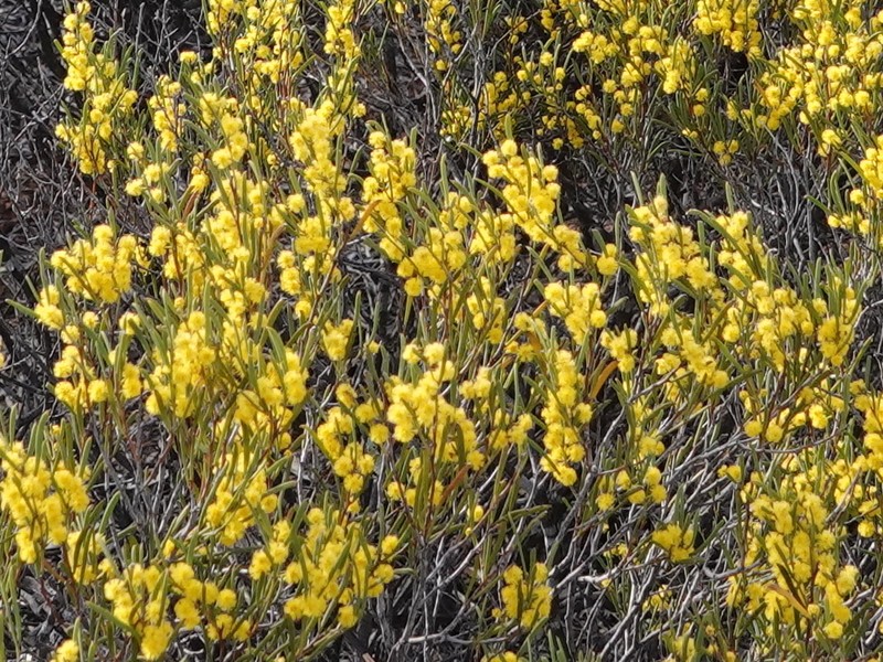 Acacia montana photo 2
