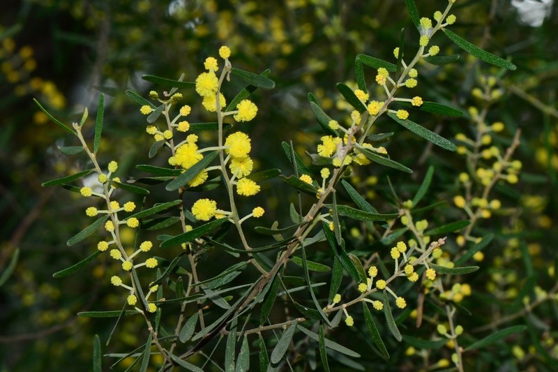 Acacia montana photo 3