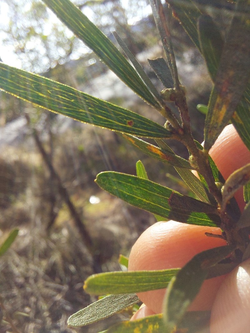 Acacia montana photo 4