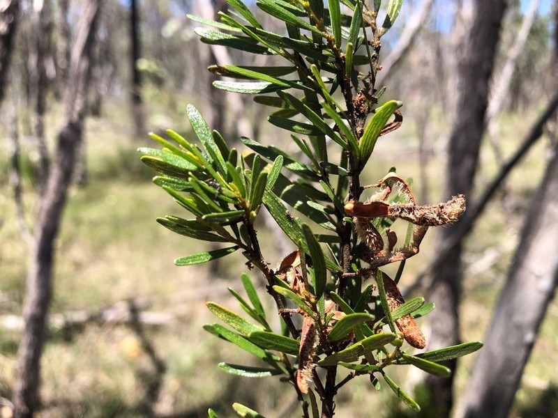 Acacia montana photo 5