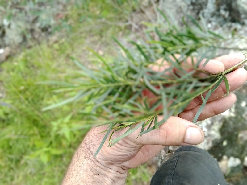 Acacia montana photo 6
