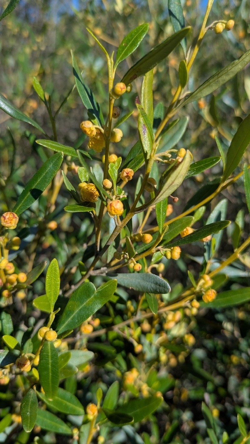 Acacia montana photo 7