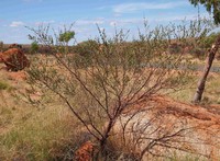 Acacia monticola