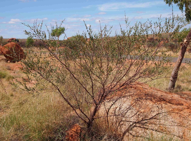 Acacia monticola