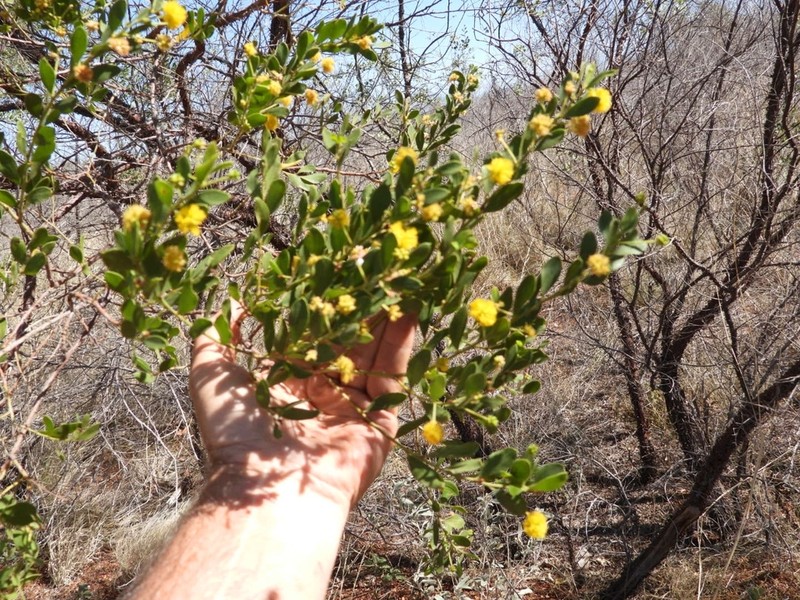 Acacia monticola photo 2