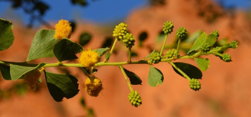 Acacia monticola photo 3