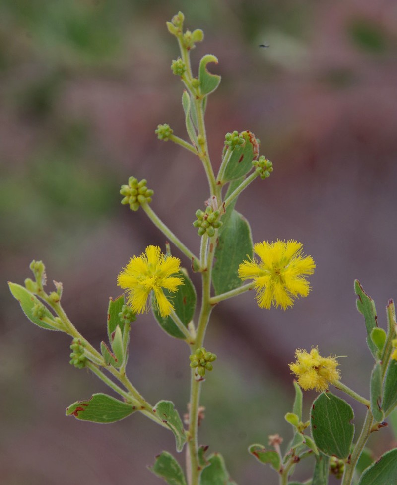 Acacia monticola photo 4