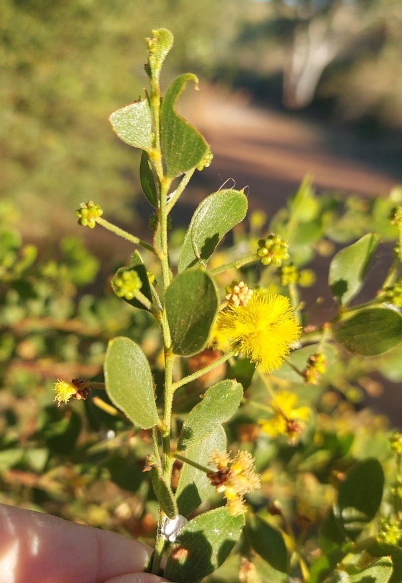 Acacia monticola photo 5