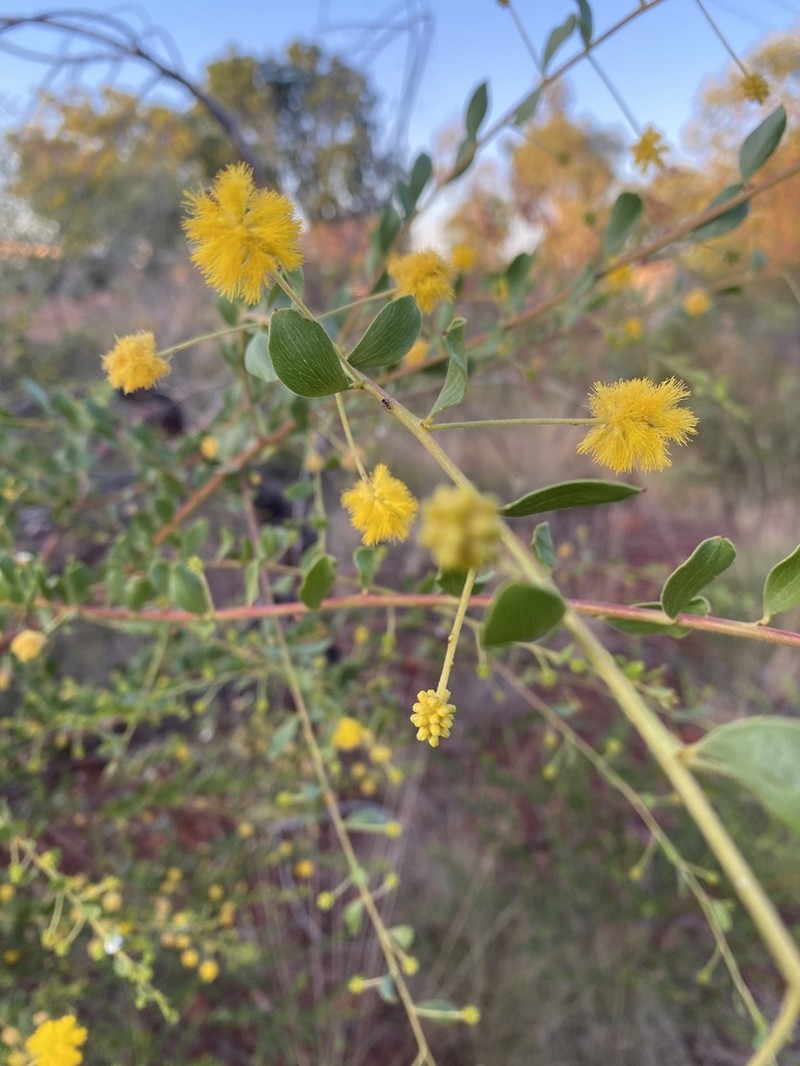 Acacia monticola photo 6