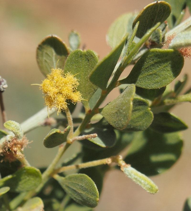 Acacia monticola photo 7