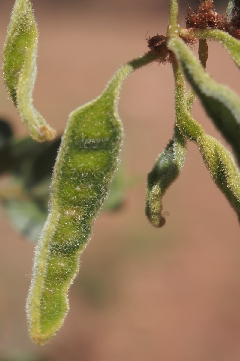 Acacia monticola photo 8