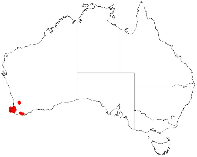 Acacia mooreana