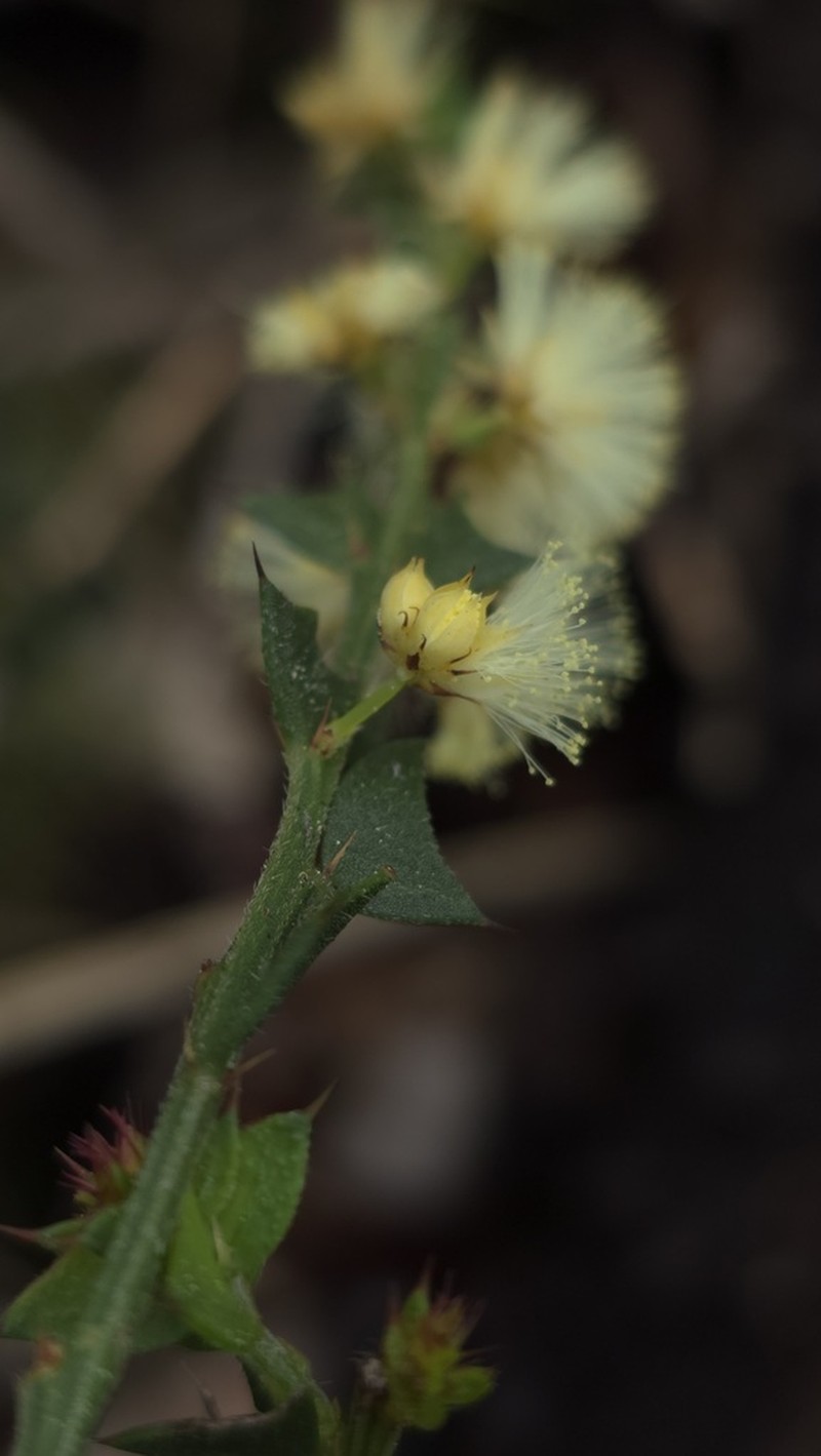 Acacia mooreana photo 2
