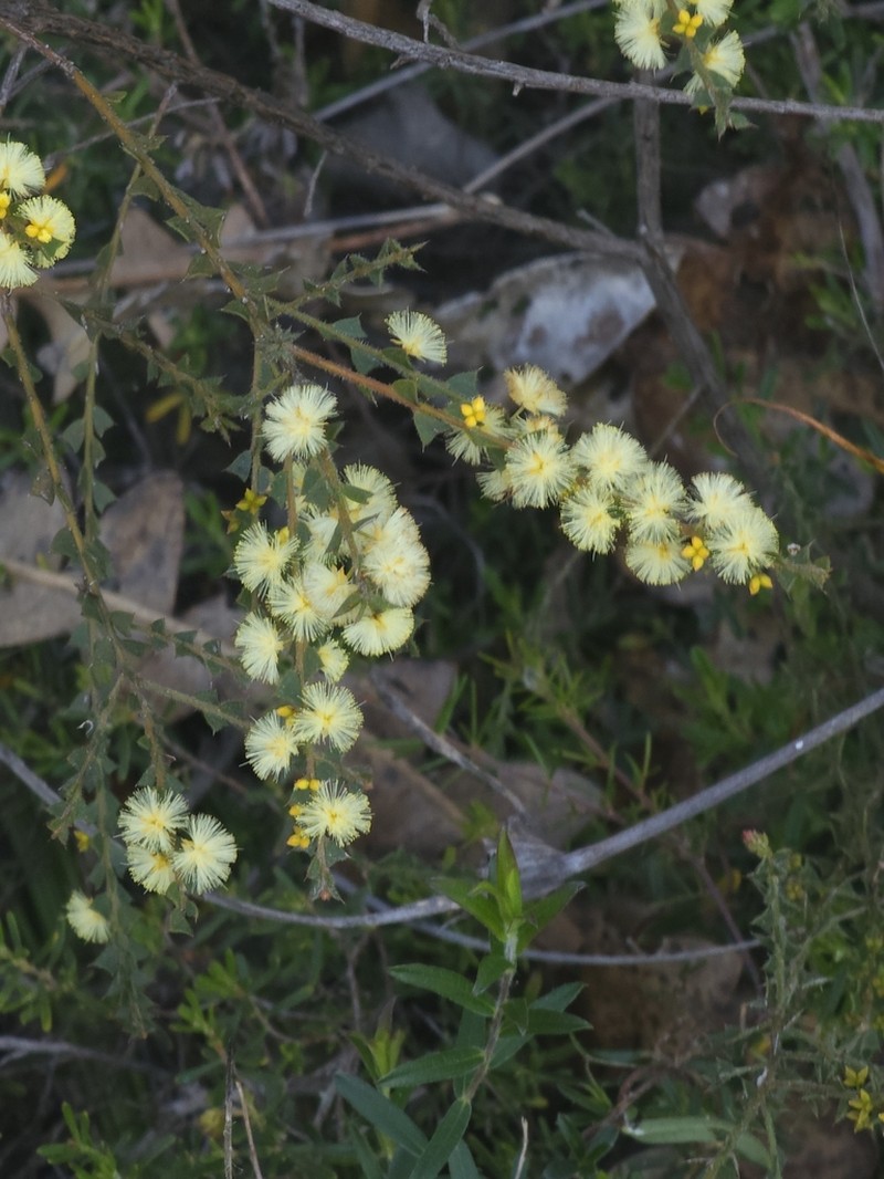 Acacia mooreana photo 3