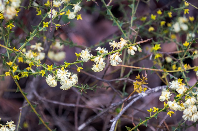 Acacia mooreana photo 4