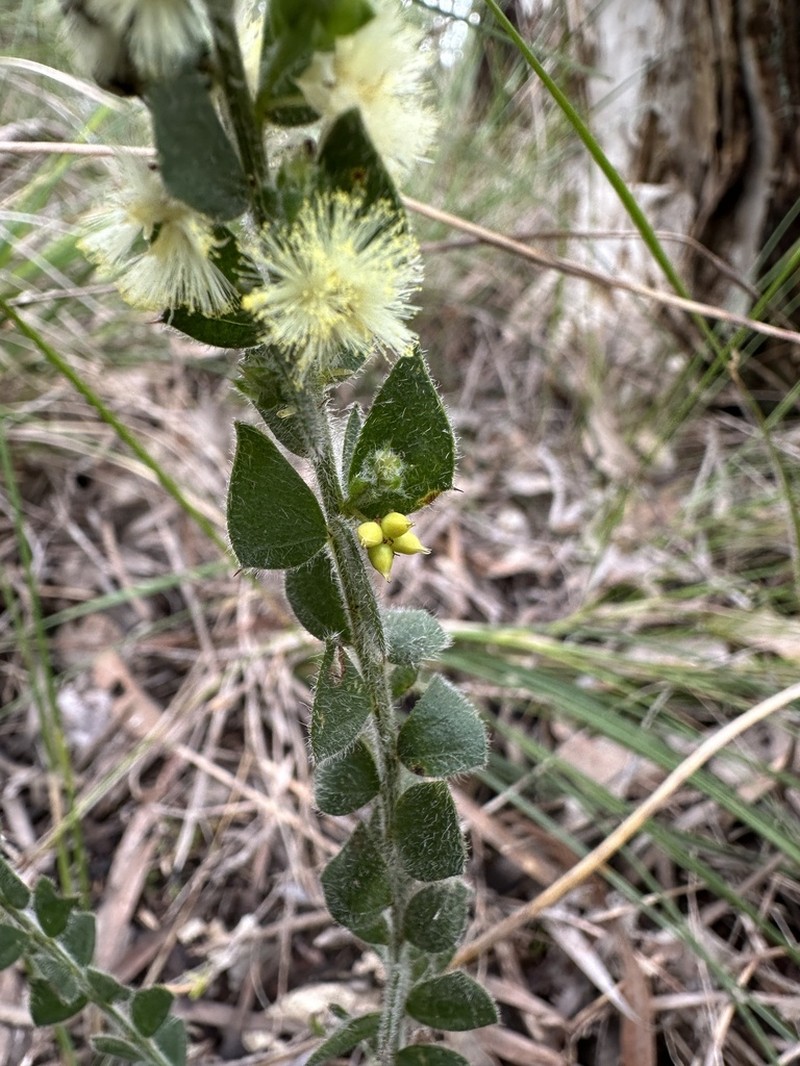 Acacia mooreana photo 5