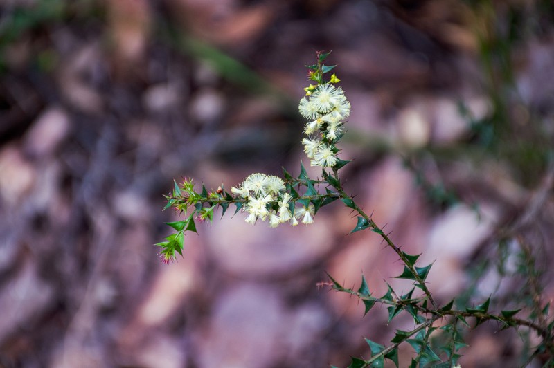 Acacia mooreana photo 6