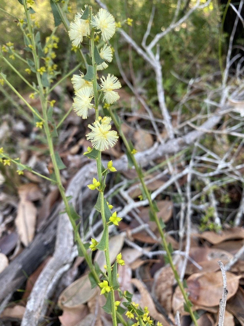 Acacia mooreana photo 7