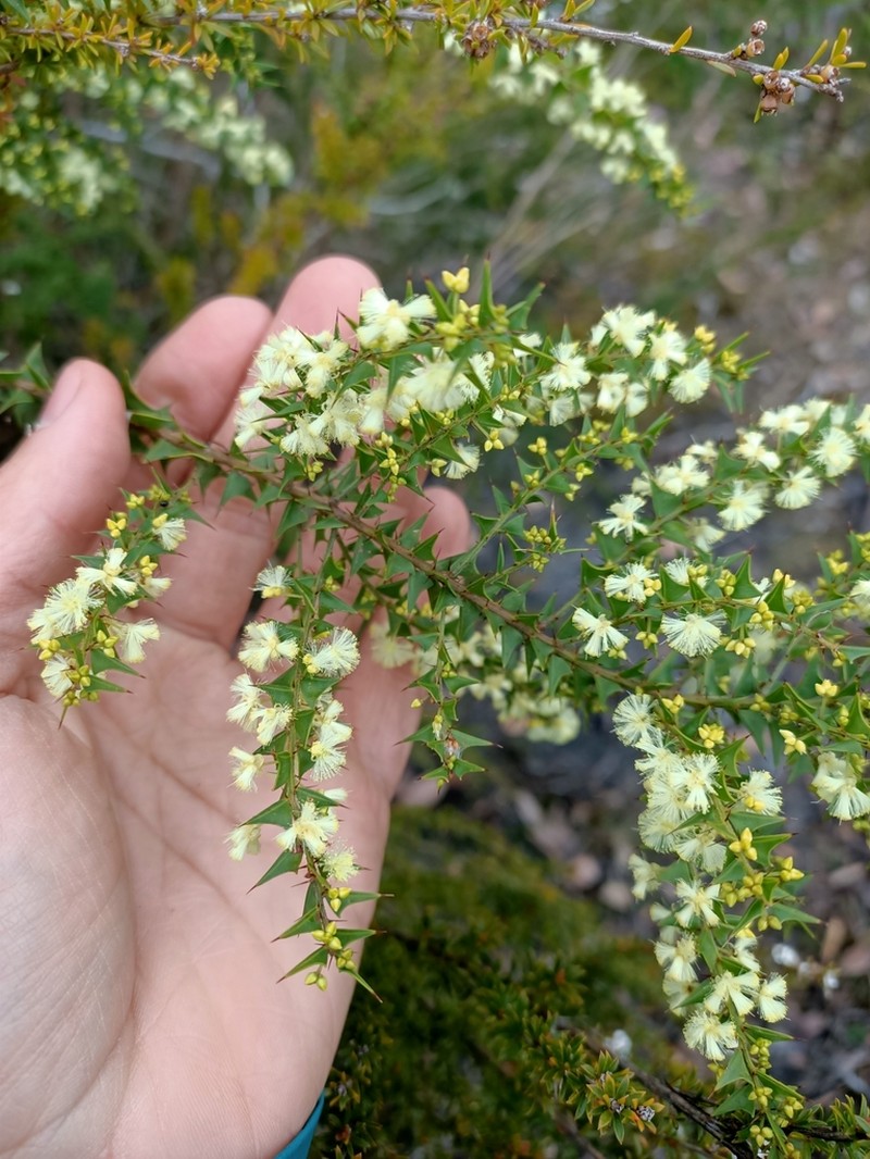 Acacia mooreana photo 8