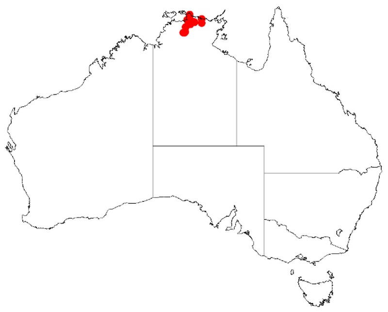 Acacia mountfordiae