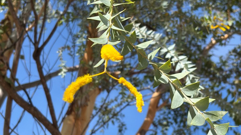 Acacia mountfordiae photo 2