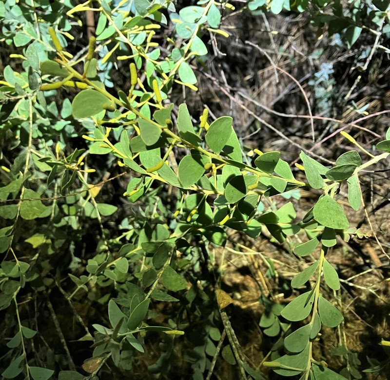 Acacia mountfordiae photo 3