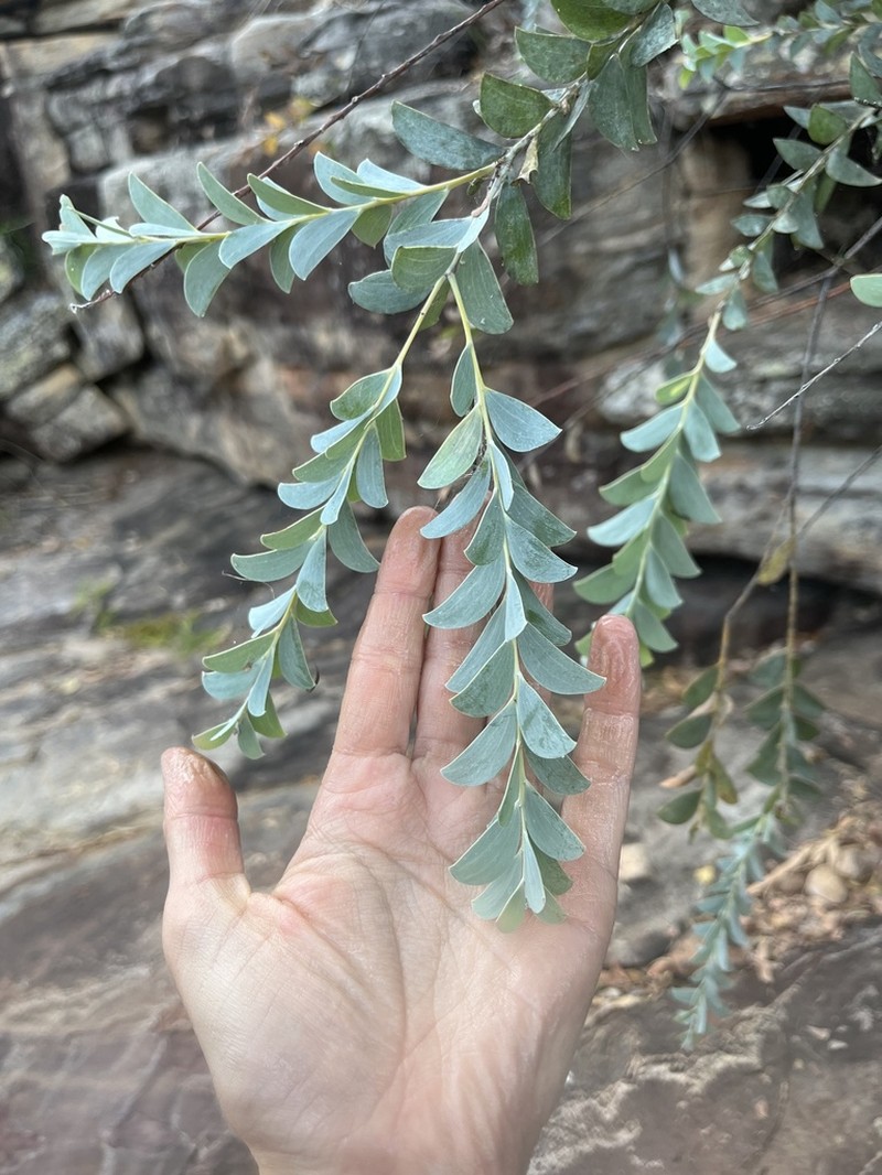 Acacia mountfordiae photo 4