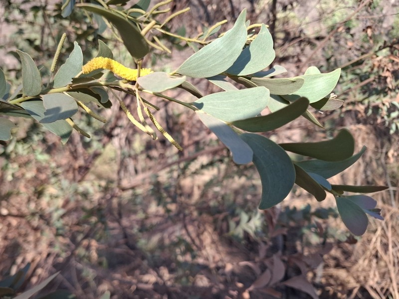 Acacia mountfordiae photo 5