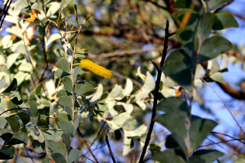 Acacia mountfordiae photo 7