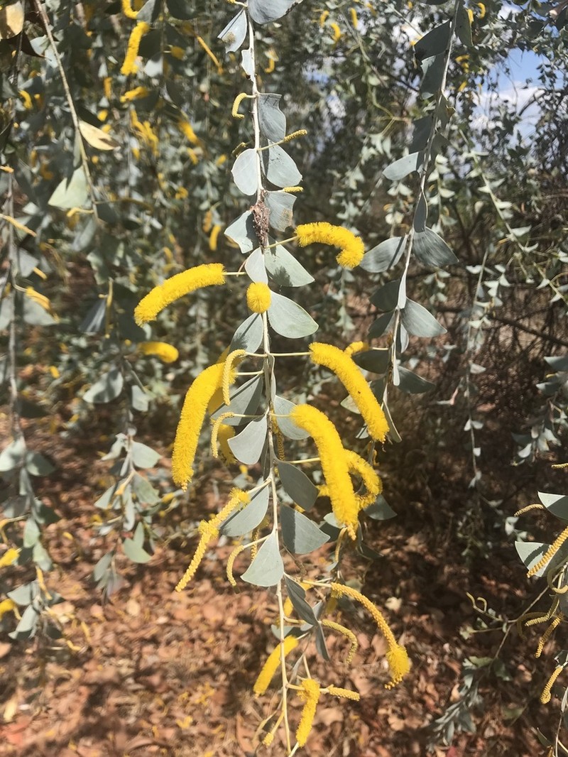 Acacia mountfordiae photo 8