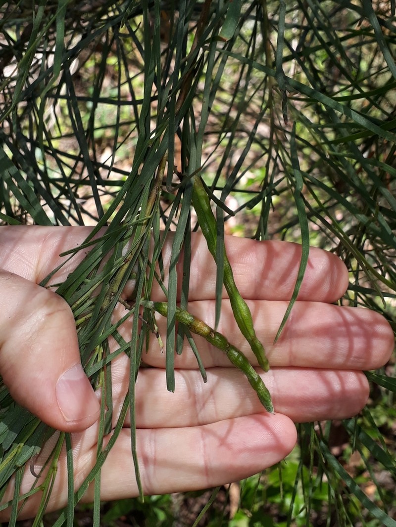 Narrow-Leaf Wattle photo 2