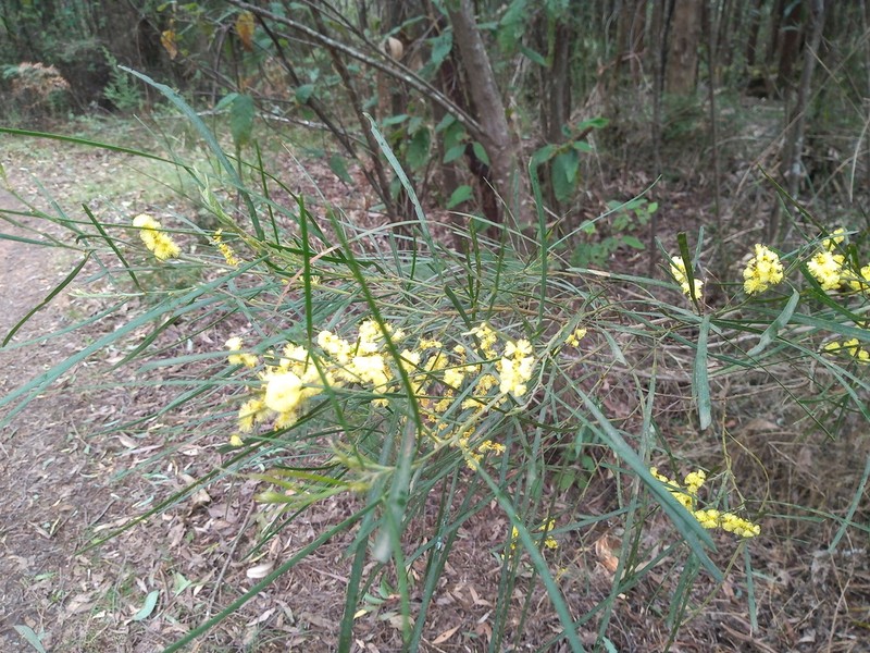 Narrow-Leaf Wattle photo 3