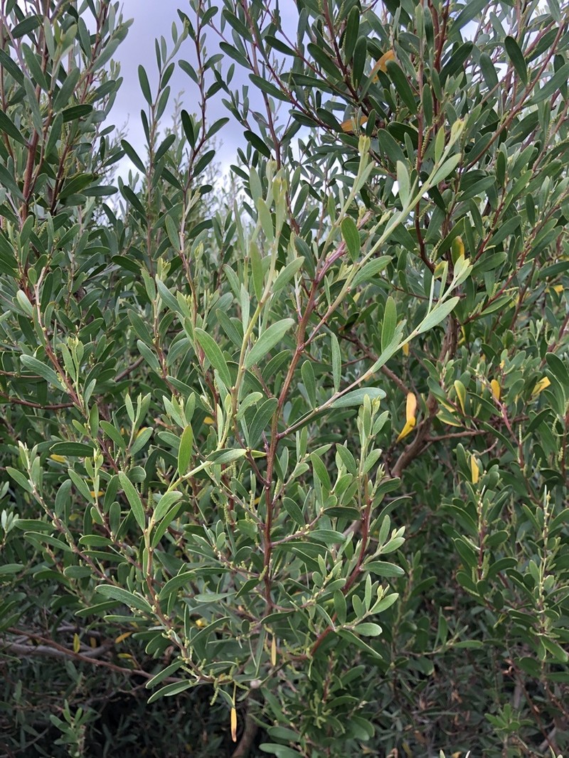 Narrow-Leaf Wattle photo 4