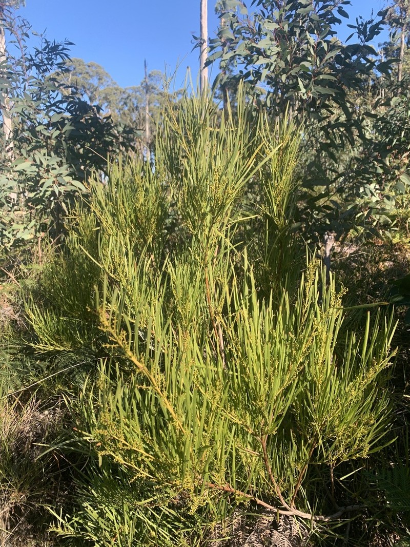 Narrow-Leaf Wattle photo 5