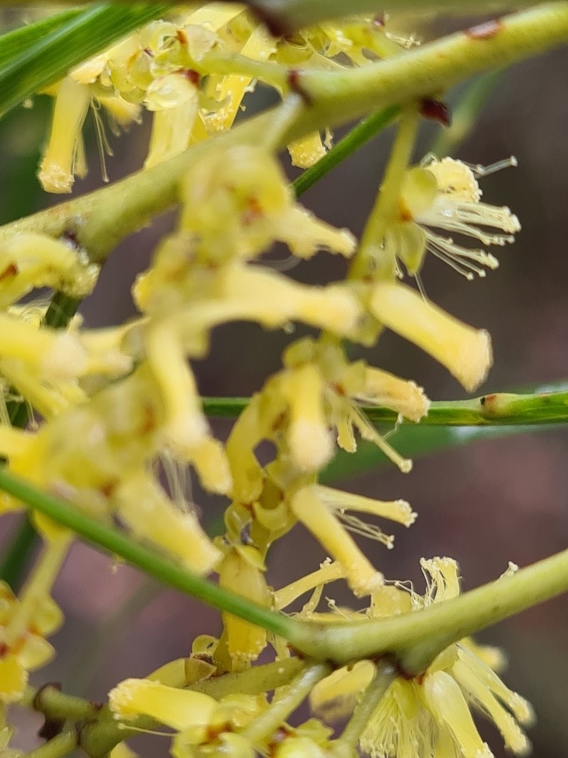 Narrow-Leaf Wattle photo 6