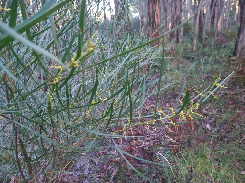 Narrow-Leaf Wattle photo 7