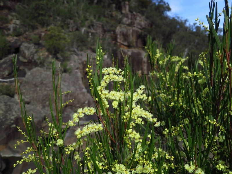 Narrow-Leaf Wattle