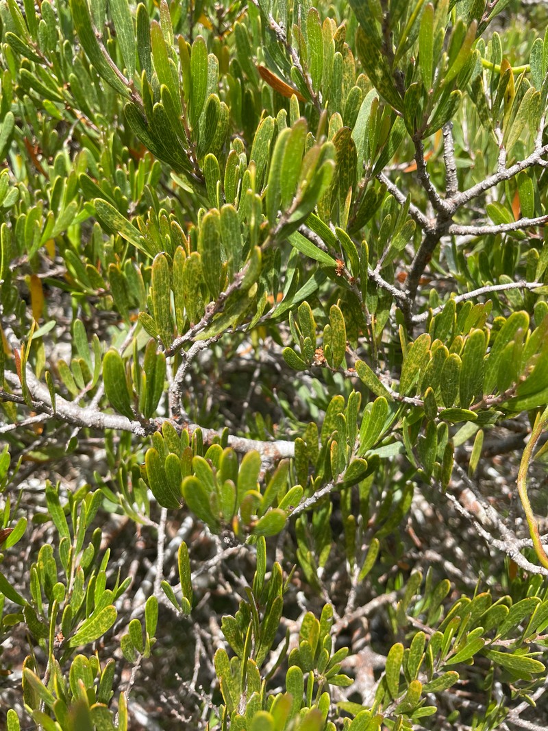 Acacia mucronata subsp. dependens photo 2