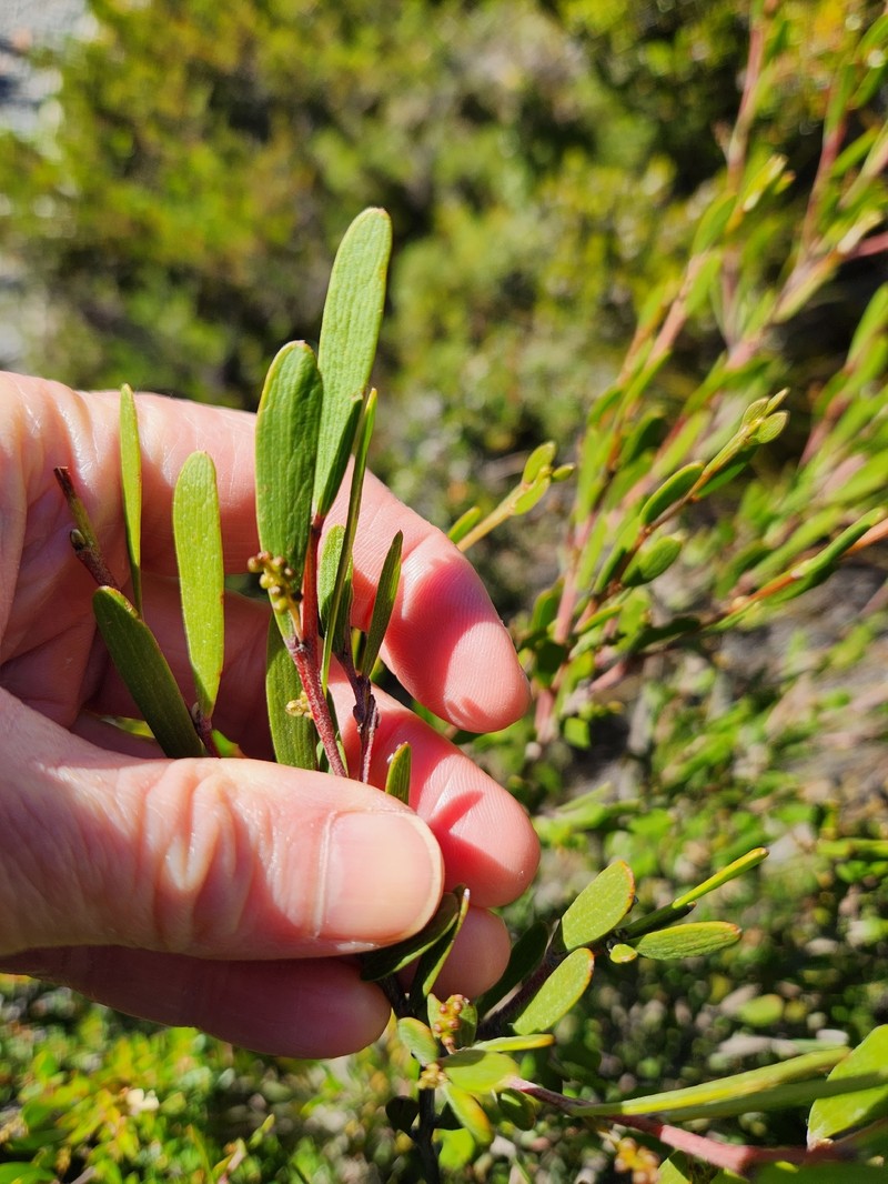 Acacia mucronata subsp. dependens photo 3