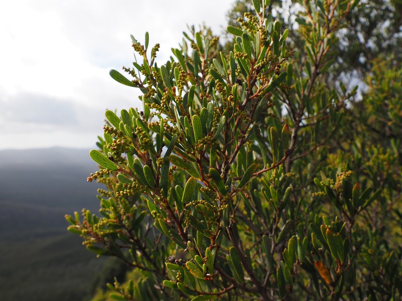 Acacia mucronata subsp. dependens photo 4