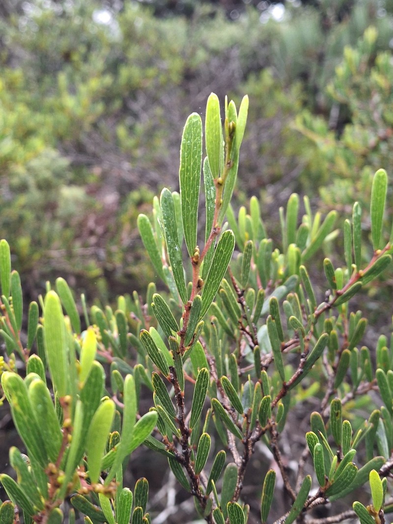 Acacia mucronata subsp. dependens photo 5