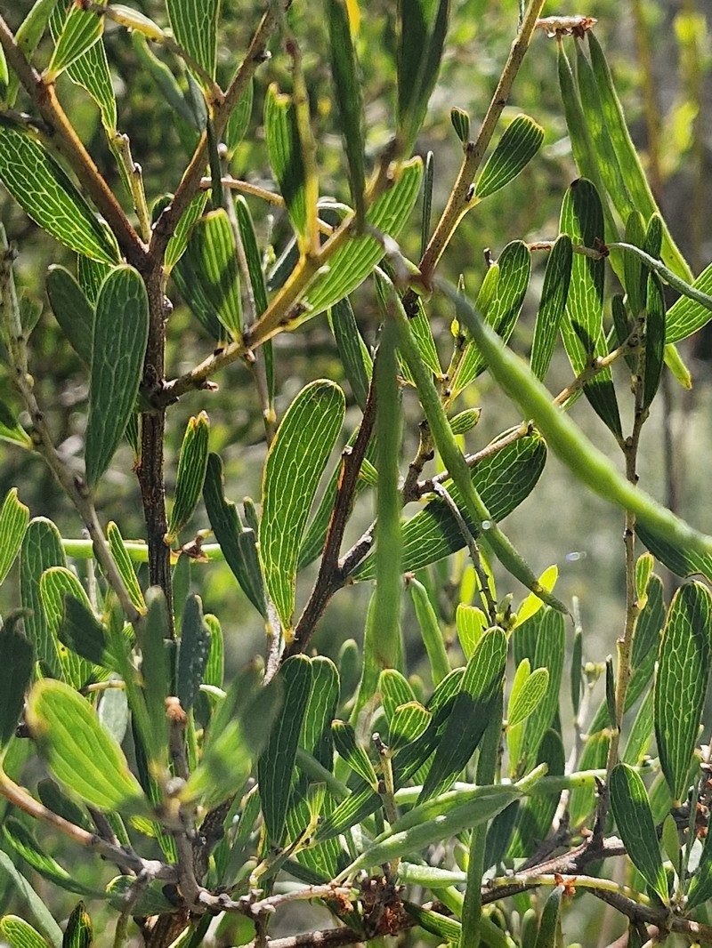 Acacia mucronata subsp. dependens photo 6