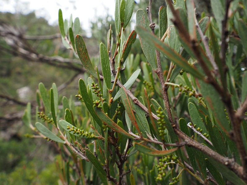 Acacia mucronata subsp. dependens photo 7