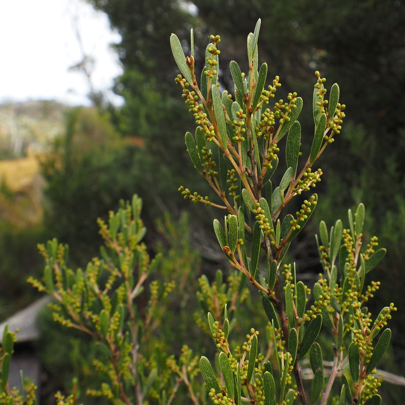 Acacia mucronata subsp. dependens photo 8